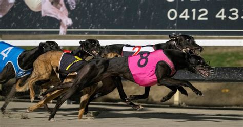 albion park greyhounds results|Albion Park Greyhound Race Results .